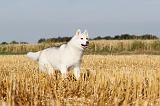 SIBERIAN HUSKY 032